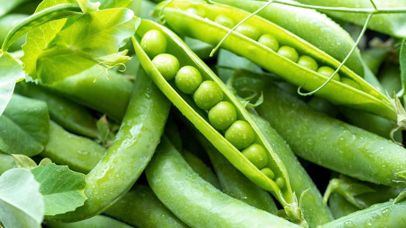 Open green pea pods closeup, background.
