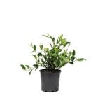 200mm Gardenia Florida