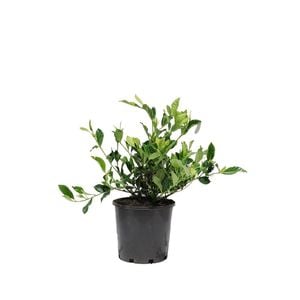 200mm Gardenia Florida