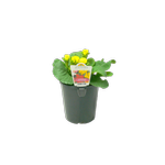 1.3L Primrose Rosanna - Primula acaulis