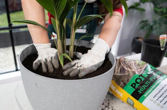 A plant pot being filled with potting mix