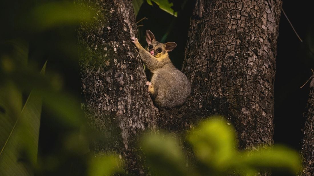 A possum sitting in the crook of a tree