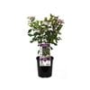 140mm Viburnum Eve Prince - Viburnum tinus
