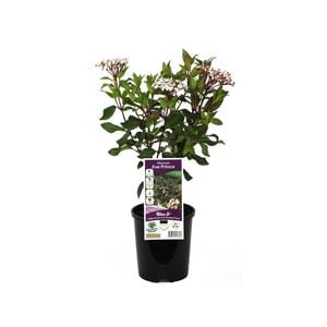 140mm Viburnum Eve Prince - Viburnum tinus