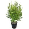 6L Kohuhu - Pittosporum tenuifolium Mountain Green