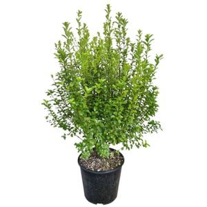 6L Kohuhu - Pittosporum tenuifolium Mountain Green