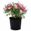 2.5L Federation Daisy 'Double Act' - Argyranthemum