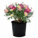 2.5L Federation Daisy 'Double Act' - Argyranthemum
