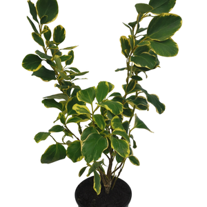 2L Griselinia littoralis Variegata