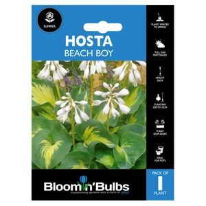 Bloomin' Bulbs Summer Blue Hosta Beach Boy - 1 Pack