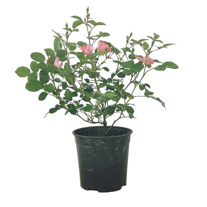 2.5L Simplicity Rose - Pink Baby
