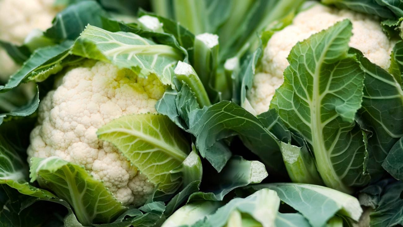 Ripe heads of cauliflower wrapped in their green leaves]