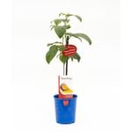 Fruit Trees