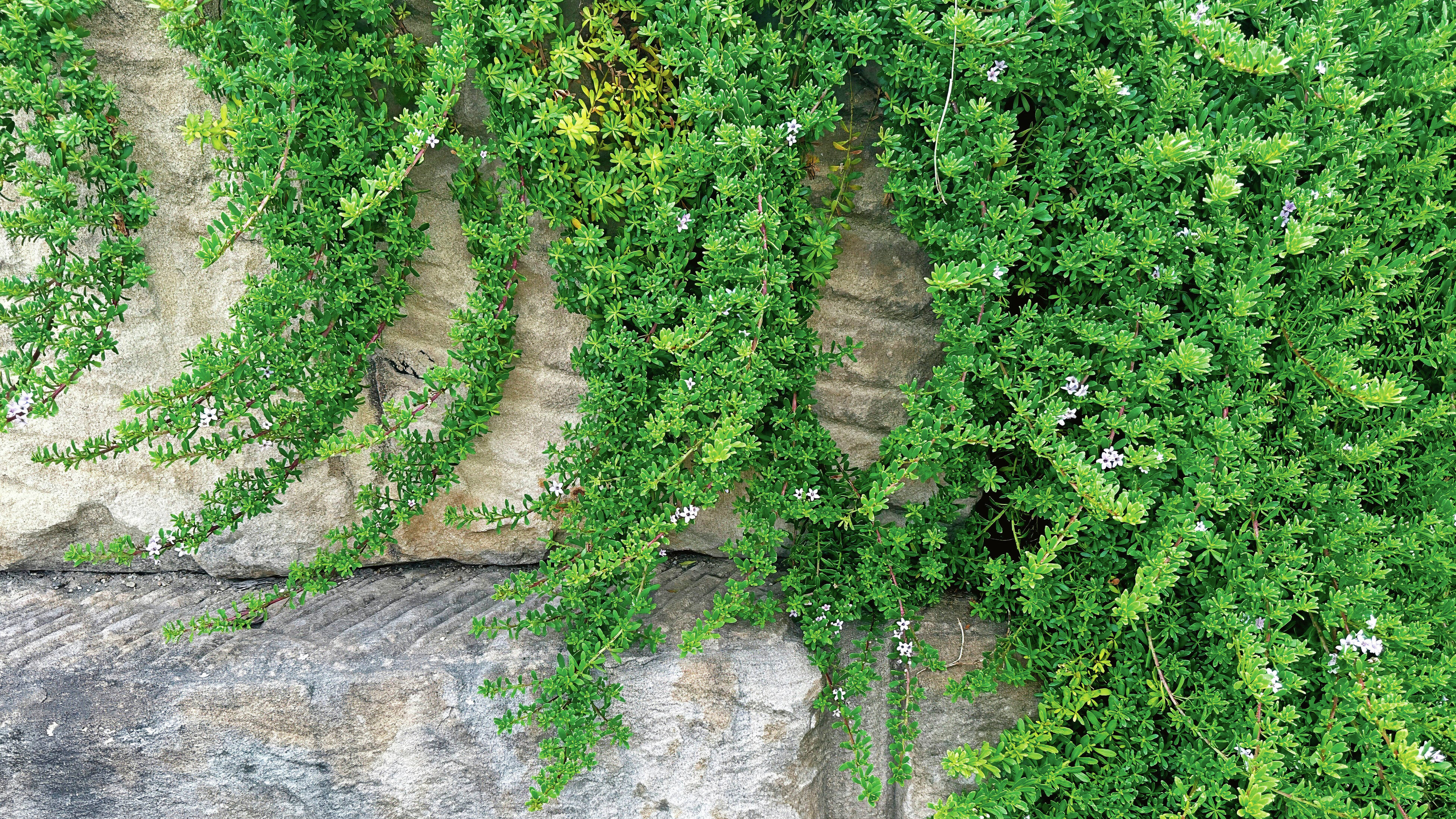 Green trailing creeping boobalia plant with tiny white flowers growing over a stone wall.
