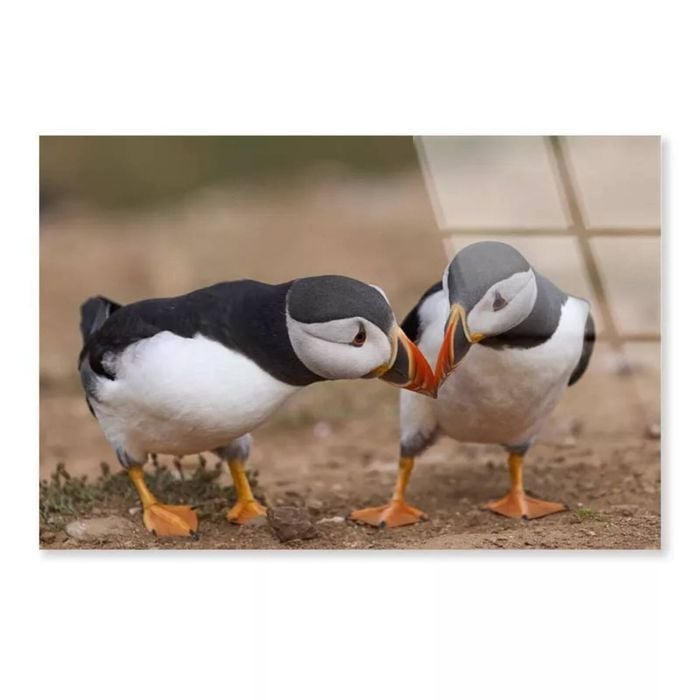 Atlantic Puffin Cliffs  Print 100% Australian Made 120 x 90cm  (Acrylic)