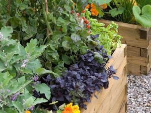 Plants in a raised garden bed