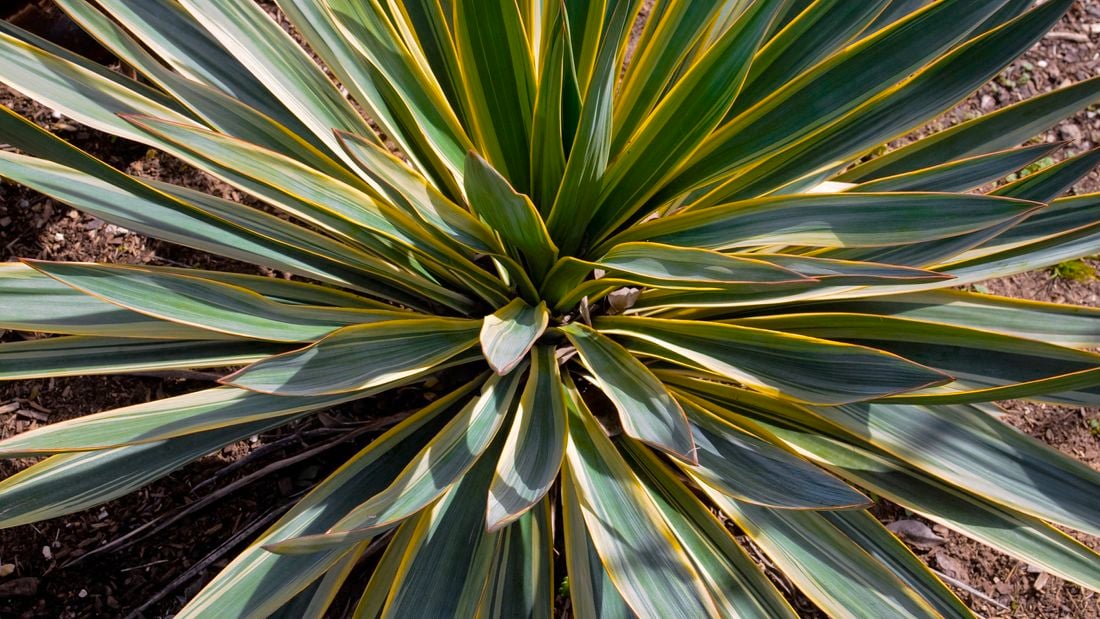Close up of a variegated yucca.