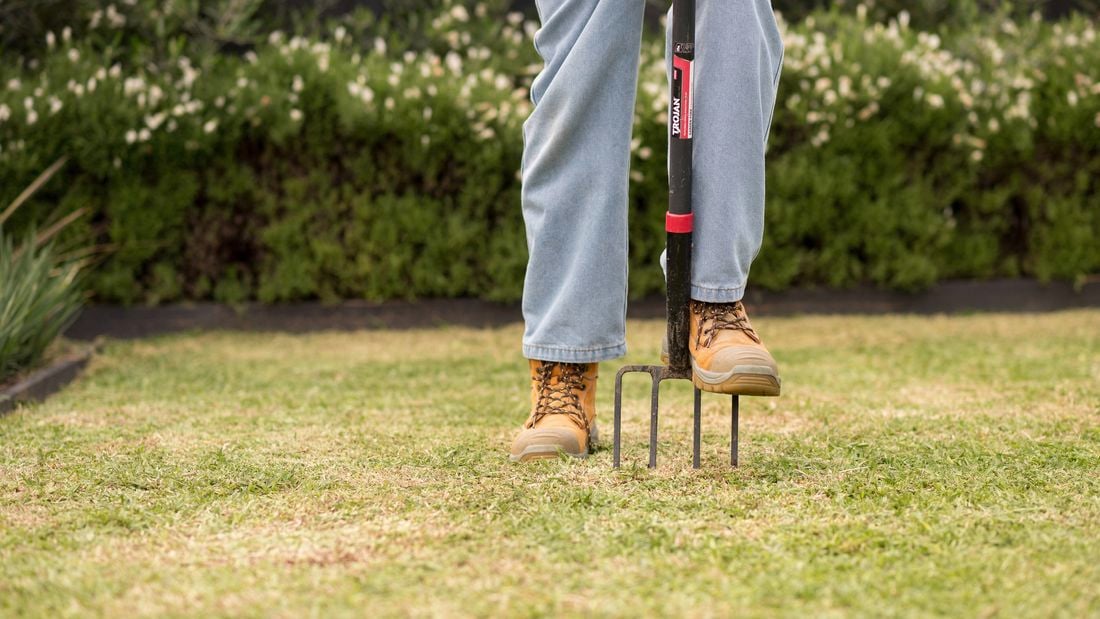 A person wearing work boots is using a garden fork to aerate a grassy lawn. 