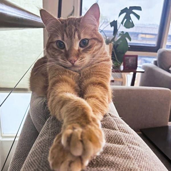 Ginger tabby cat stretching one front paw toward the camera while resting on a fabric sofa in a living room with a window and houseplant in the background.