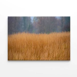 Dry Grass in the Forest in Cloudy  Print 100% Australian Made 150 x 100cm  (Stretched)