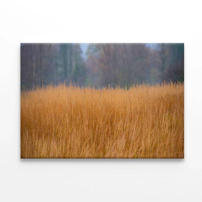 Dry Grass in the Forest in Cloudy  Print 100% Australian Made 150 x 100cm  (Stretched)