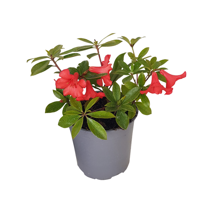 2L Vireya Charming Valentino - Rhododendron vireya