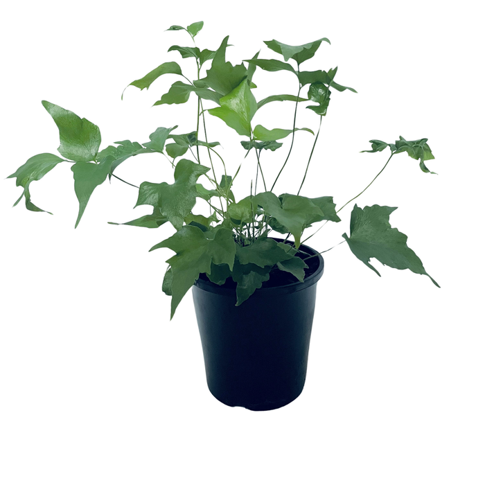 140mm Holly Fern - Cyrtomium falcatum