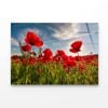 Field of Red Poppy  Print 100% Australian Made 90 x 60cm  (Acrylic)