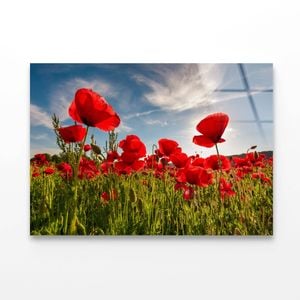 Field of Red Poppy  Print 100% Australian Made 90 x 60cm  (Acrylic)