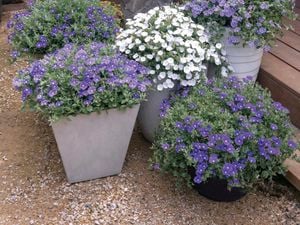 Close-up of plants in grey pots with bright, purple flowers