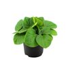 120mm Peperomia Rana Verde  - Peperomia albovittata