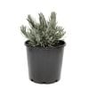 200mm Lavender Angustifolia