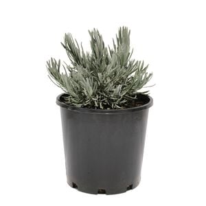 200mm Lavender Angustifolia