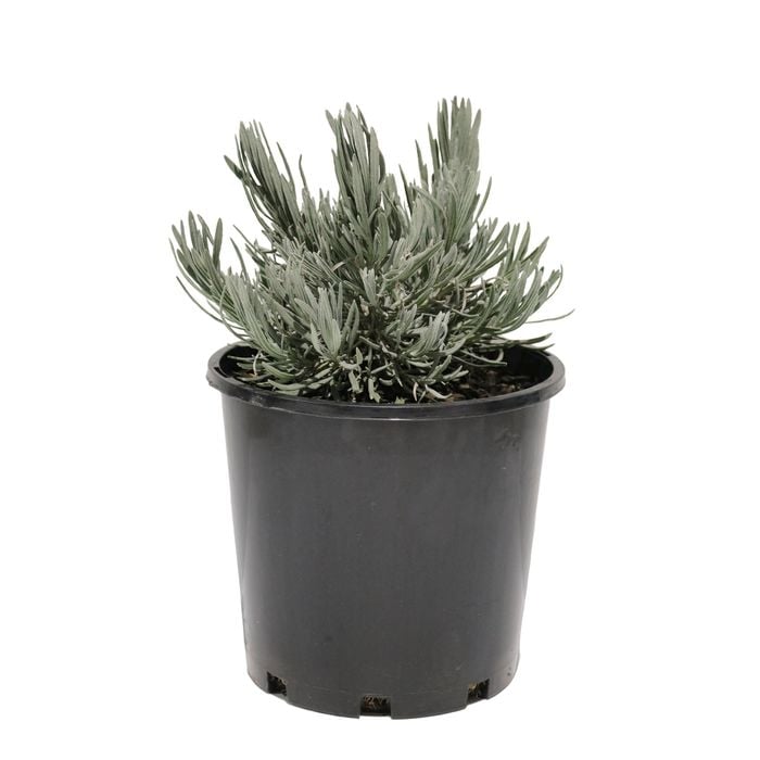 200mm Lavender Angustifolia