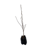 15L Star Magnolia - Magnolia stellata Waterlily