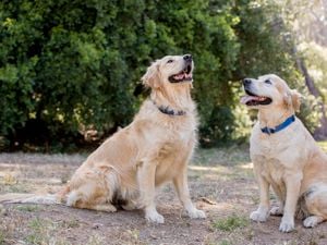 Two golden retrievers sitting on grass in front of greenery