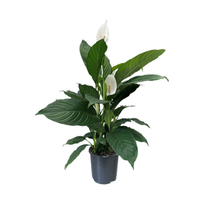 170mm Peace Lily Assorted - Spathiphyllum hybrid