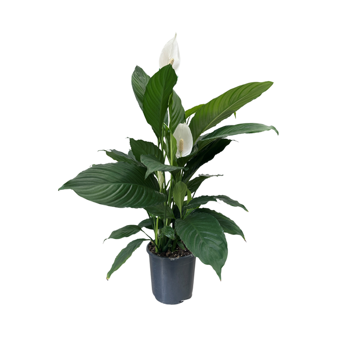 170mm Peace Lily Assorted - Spathiphyllum hybrid