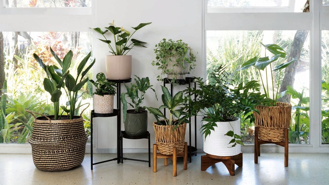 An arrangement of different coloured and sized pots holding plants sit on plinths and wicker baskets in front of large, open windows 