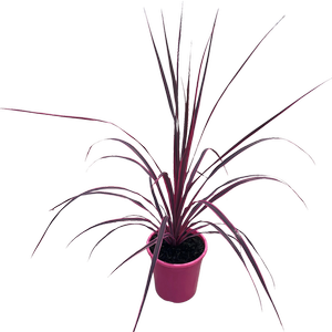180mm Cordyline Raspberry Fountain - Cordyline banksii Pumilio