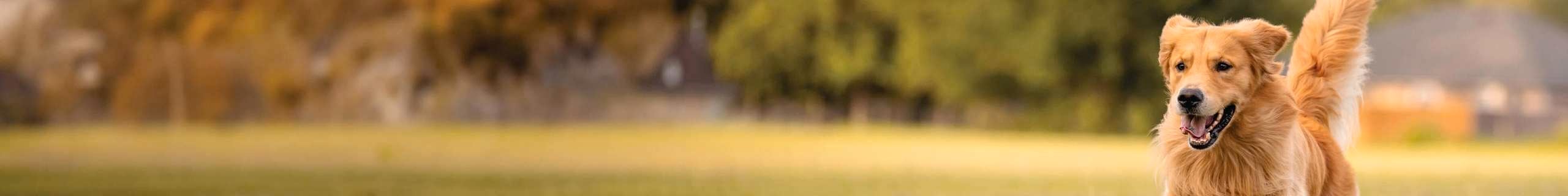 Picture of golden dog running in a field