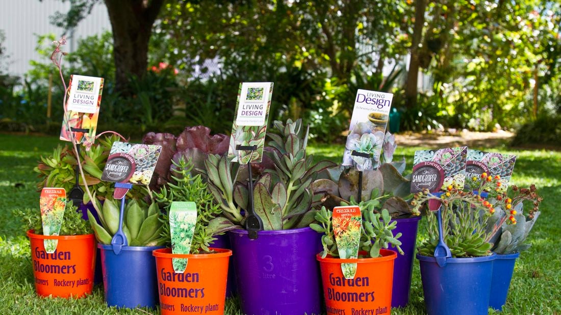 A range of potted succulents and cacti.