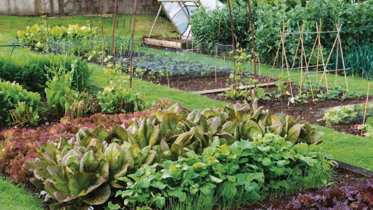 Veggie patch with different varieties of green herbs and lettuce, with stakes to hold some vegetation up