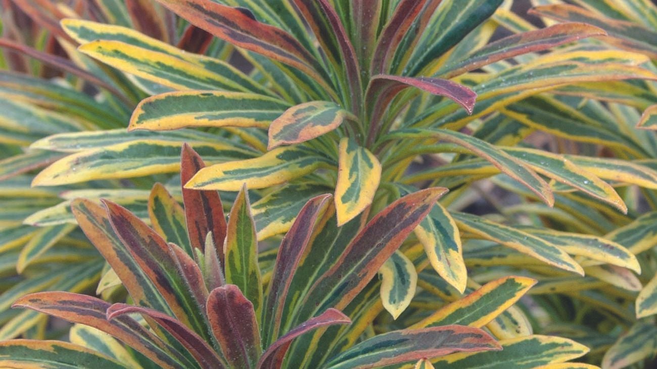 A plant with long leaves coloured green, white and red