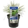 140mm Lomandra Little Con -  Lomandra confertifolia