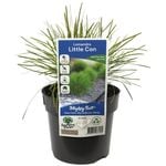 140mm Lomandra Little Con -  Lomandra confertifolia