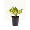 140mm Hosta -  Hosta Varieties
