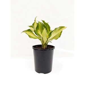 140mm Hosta -  Hosta Varieties