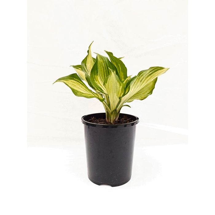 140mm Hosta -  Hosta Varieties