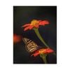 Artey | Butterfly Portrait X - Stretched Canvas - Stretched Canvas - 45 x 60cm